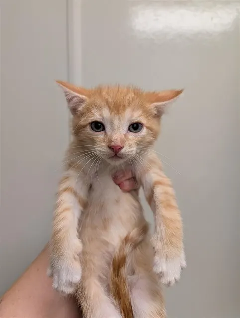 Adoptable Cat