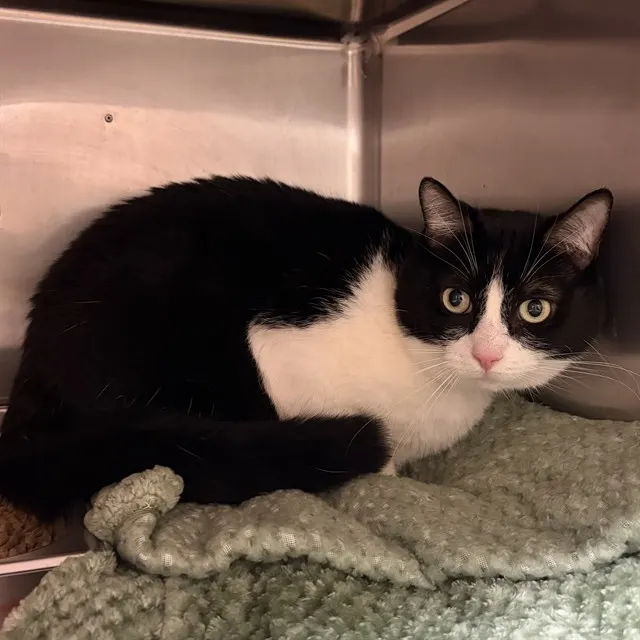 Adoptable Cat