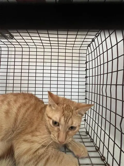 Adoptable Cat