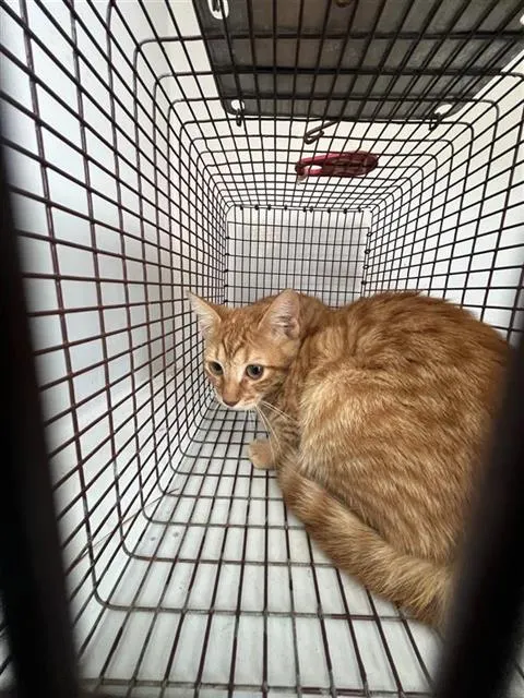 Adoptable Cat