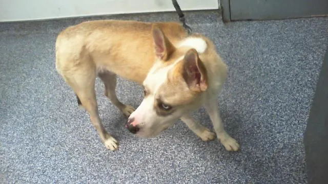 Adoptable Dog