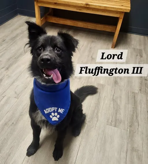 Lord Fluffington Iii