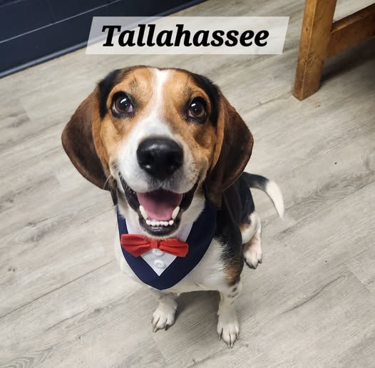 Tallahassee