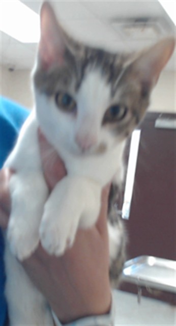 Adoptable Cat