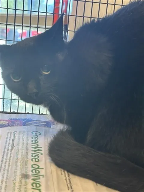 Kiri