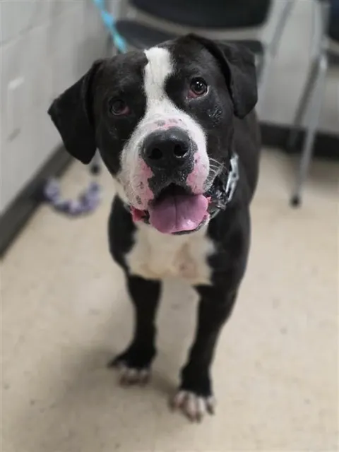 Adoptable Dog