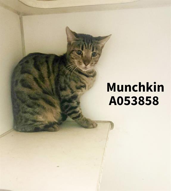 Munchkin
