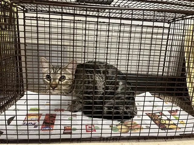 Adoptable Cat
