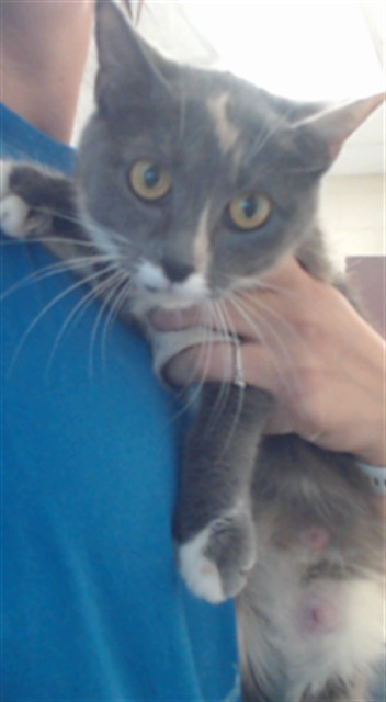 Adoptable Cat