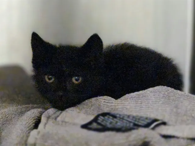 Adoptable Cat
