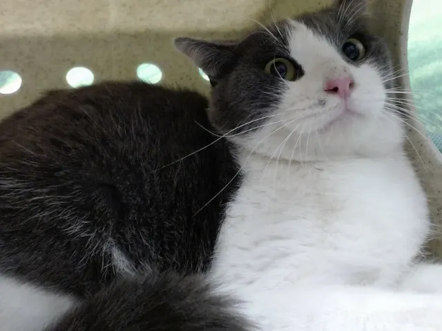 Adoptable Cat