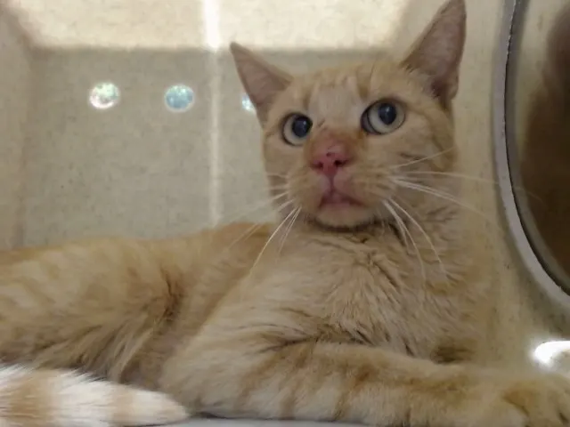Adoptable Cat