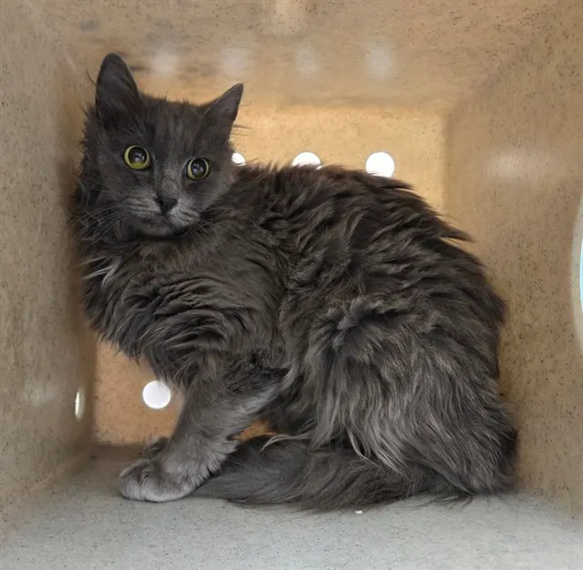 Adoptable Cat