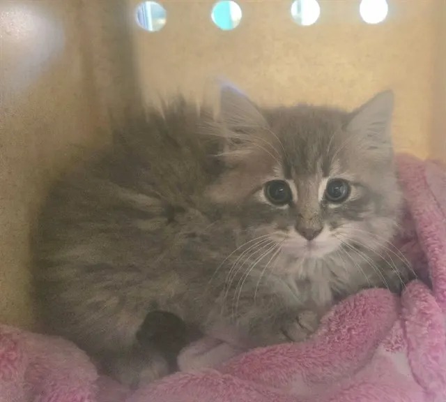 Adoptable Cat