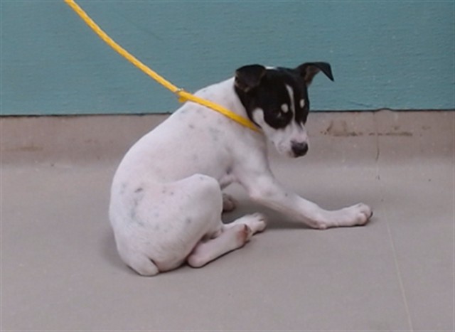 Adoptable Dog