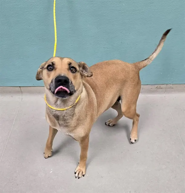 Adoptable Dog