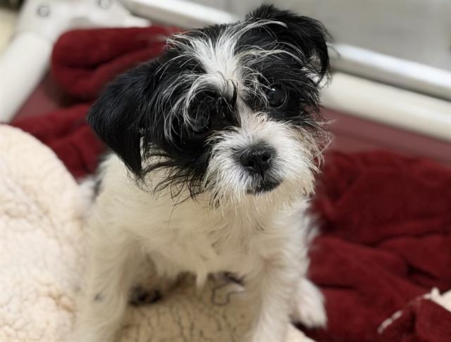Adoptable Dog