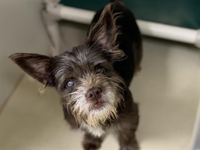 Adoptable Dog