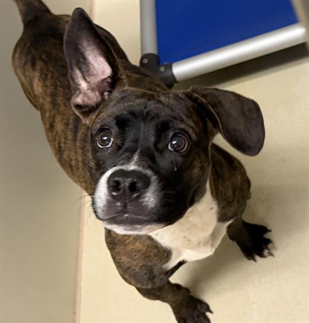 Adoptable Dog