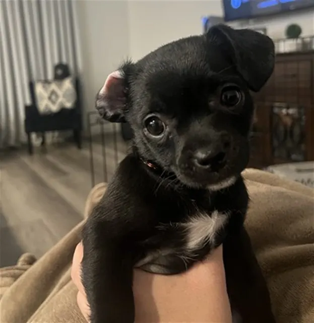 Pixiee
