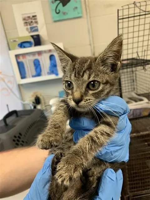 Adoptable Cat