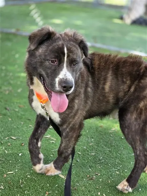 Adoptable Dog