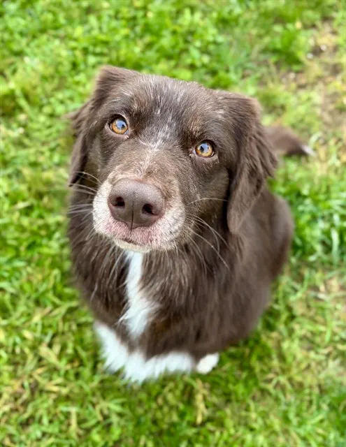 Brownie