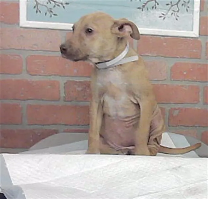 Adoptable Dog