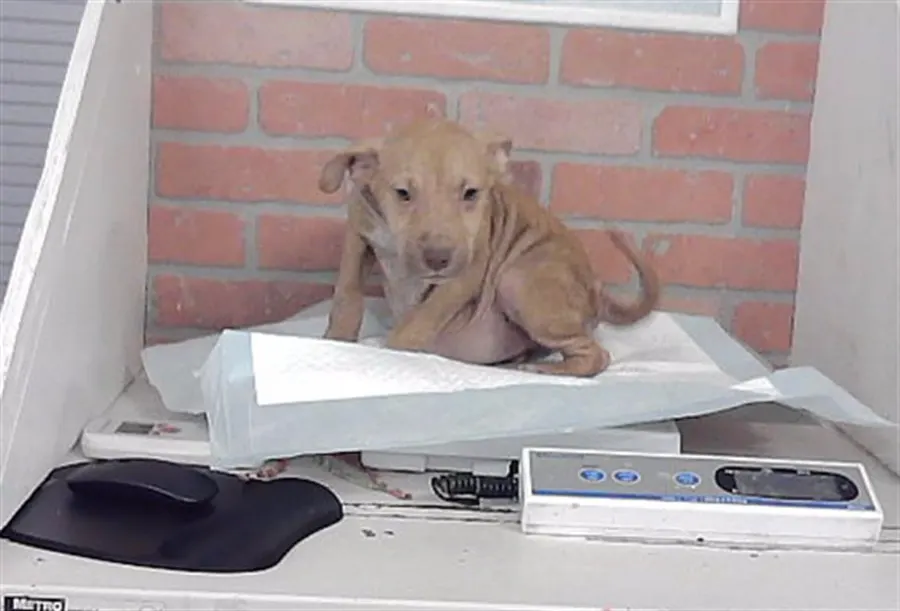 Adoptable Dog