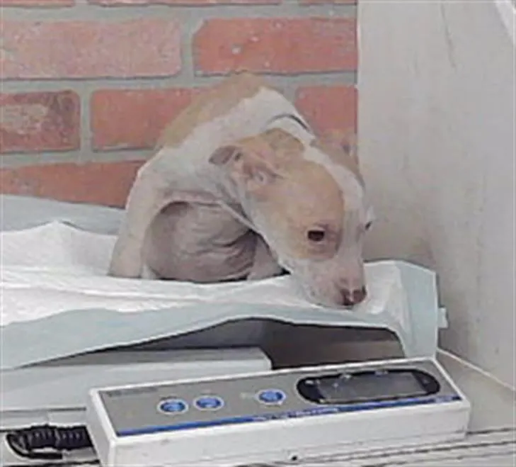 Adoptable Dog
