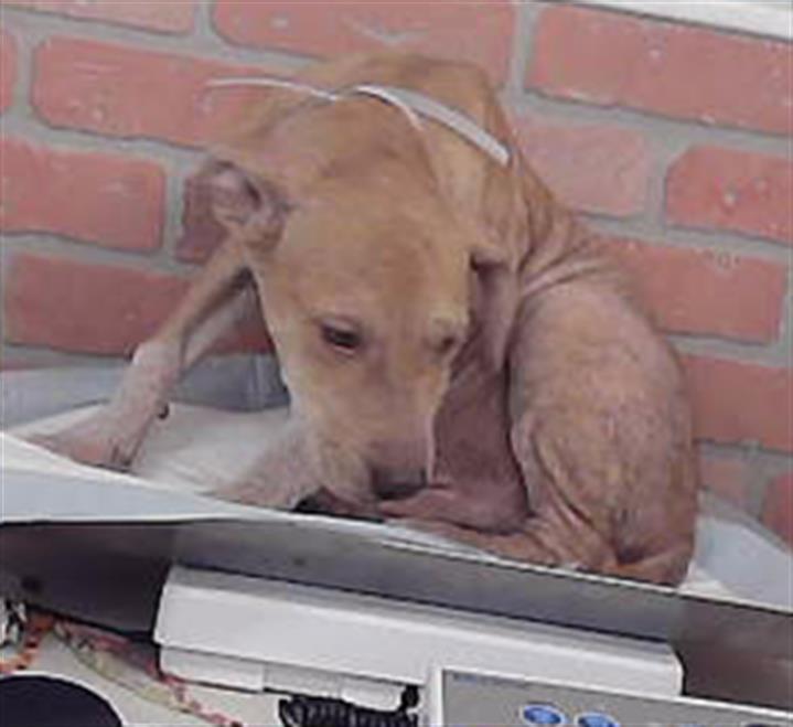Adoptable Dog