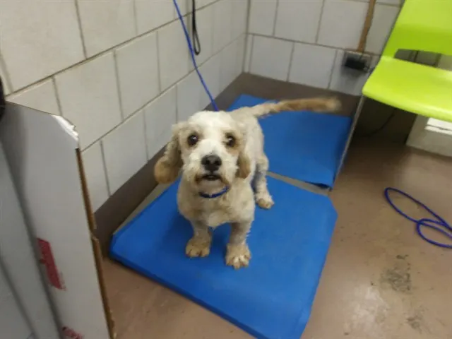 Adoptable Dog