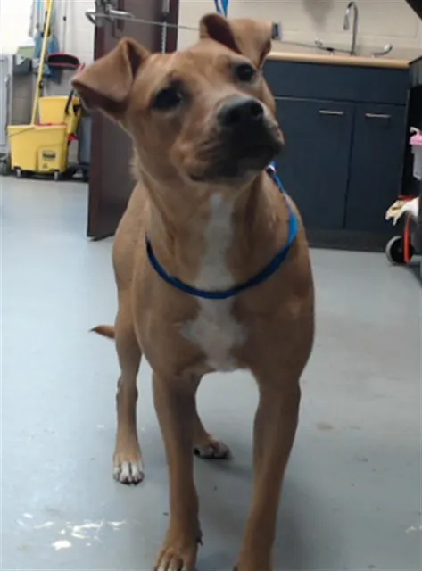 Adoptable Dog