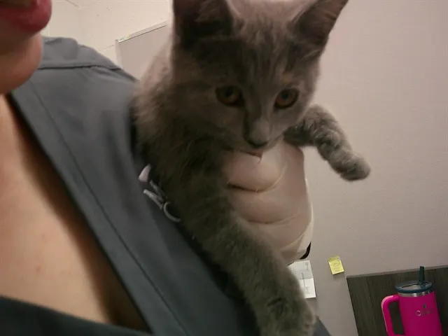 Adoptable Cat