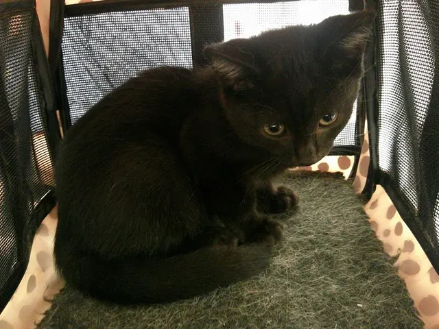 Adoptable Cat