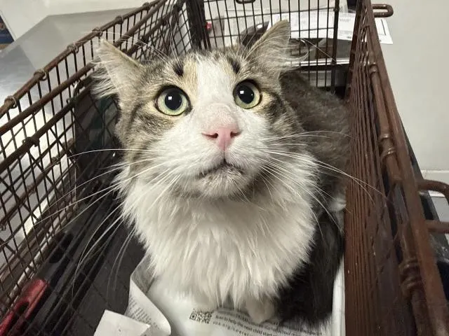 Ernie