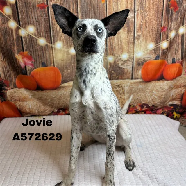 Jovie