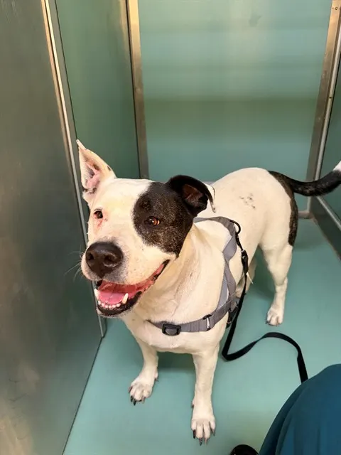 Adoptable Dog