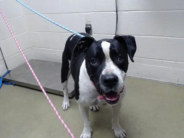 Adoptable Dog