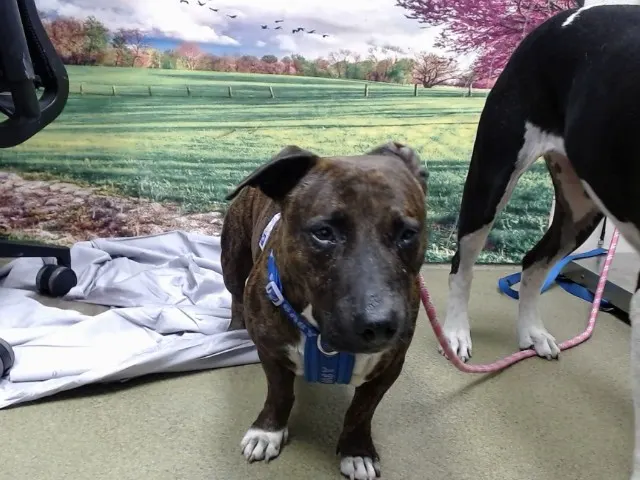 Adoptable Dog
