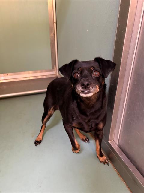 Adoptable Dog