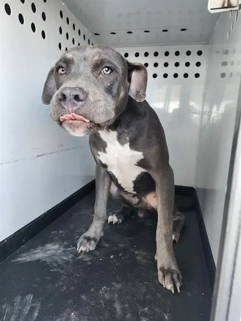 Adoptable Dog
