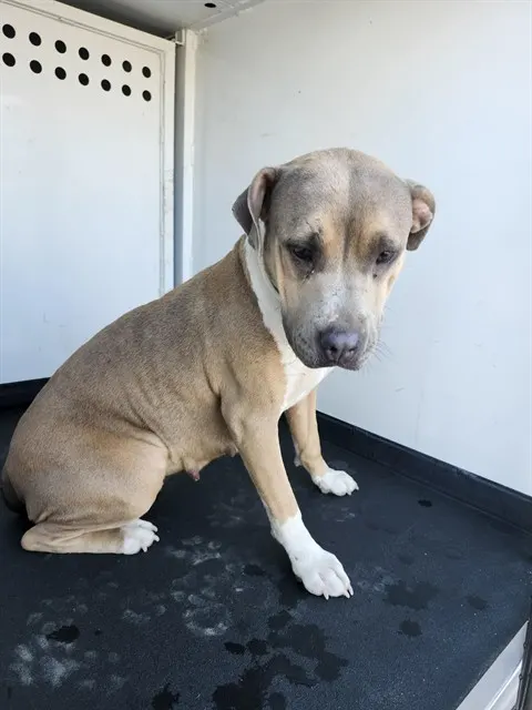 Adoptable Dog