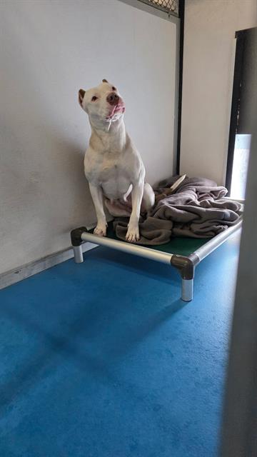 Adoptable Dog