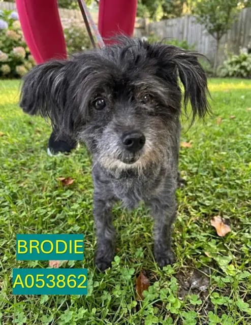 Brodie
