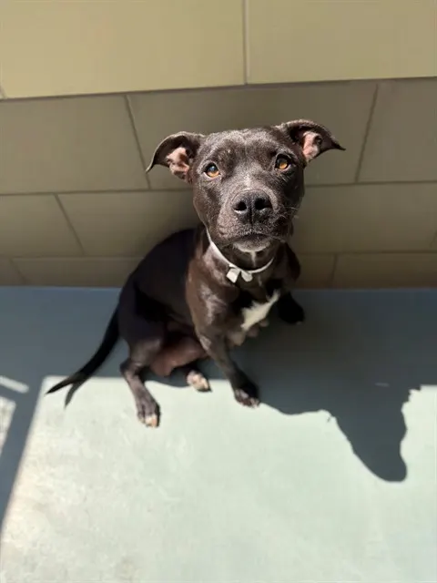 Kona Bean