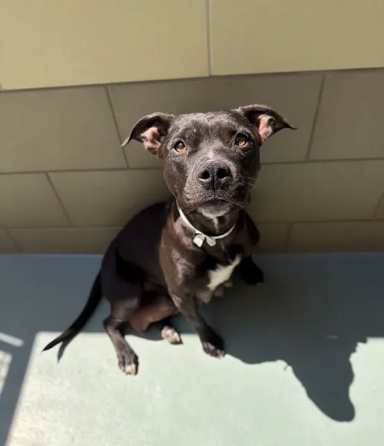 Kona Bean
