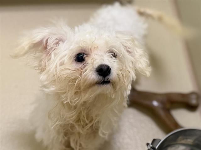 Adoptable Dog
