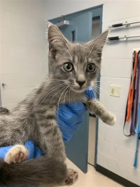 Adoptable Cat