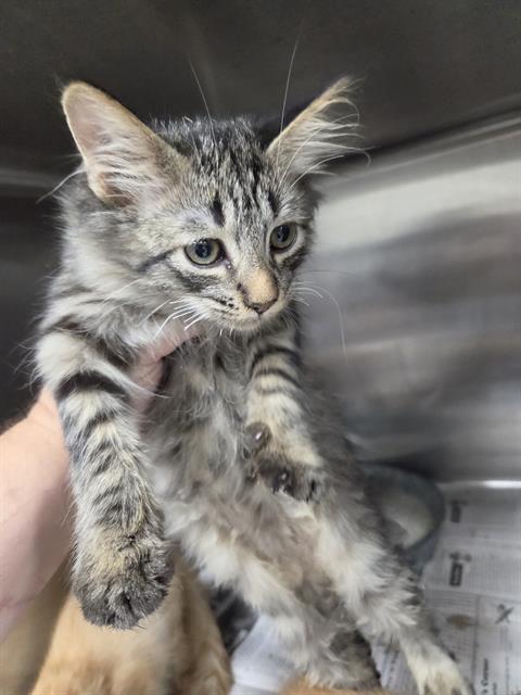 Adoptable Cat